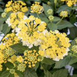Set 4 Trailing Lantana Plants Live for Planting, Fragrant Lantana Live Plant to Grow Indoor Outdoor, Lantana Flowers Perennial, 4-8" Tall (White Yellow Lantana)