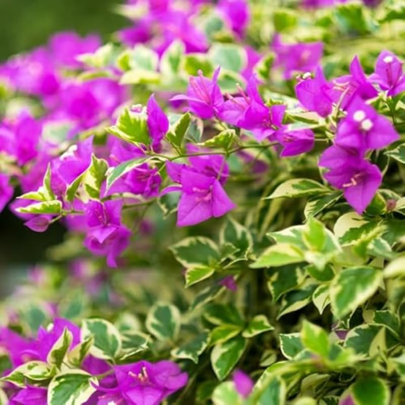 Combo 2 Bougainvillea Plants Live Trees, Outdoor Bougainvillea Plant for Trailing Flowering Vines or Bush Tree, 5-10” Tall, Well-Rooted Bougainvillea Blueberry Ice