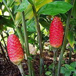 10 Awapuhi Shampoo Ginger Roots for Planting, Zingiber Zerumbet Ginger Rhizomes, Live Ginger Lily Flowers Perennial Garden