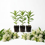 3 White Milkweed Plant Live, Asclepias Tuberosa Butterfly Bush, 4-8"