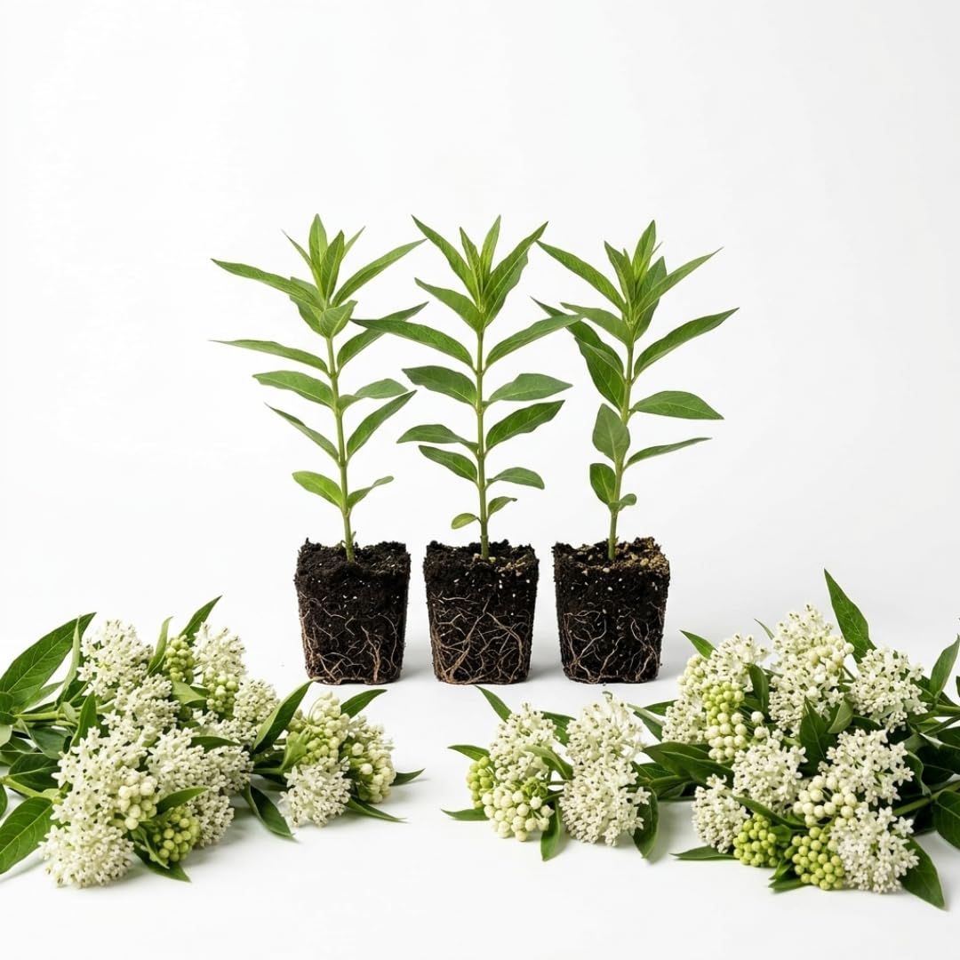 3 Light White Milkweed Plant Live, Asclepias Tuberosa Butterfly Bush, 4-8"