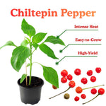 Sets 2 Chiltepin Pepper Live Plants in 4 Inc Pot, Very Well-Rooted 90 Days Old Super Hot Pepper Chili Plant for Spring Planting