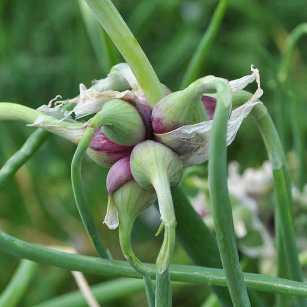 Set 20 Walking Onions Bulbs for Planting, Heirloom Perennial Onion Bulb, Large Egyptian Walking Onions Bulbs for Planting Outdoors, Easy to Plant