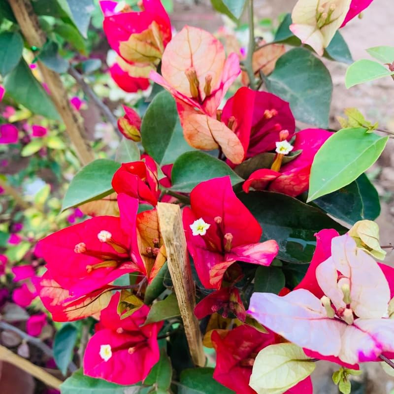 2 Rare Bougainvillea Plants Live, Flowering Bougainvillea Vine for Outdoor Garden or Trellis, 5-9 Inch Tall, Very Hardy
