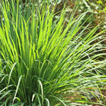 5 Lemongrass Plants for Outside, Lemon Grass Plants for Planting, Indoor Outdoor Herb Rooted Lemongrass Stalks