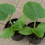 Yellow Spaghetti Squash Live Plant 4" Pot, Live Yellow Squash Plants in 3-5 Inch Tall, Vegetable Seedlings for Planting Outdoor Garden