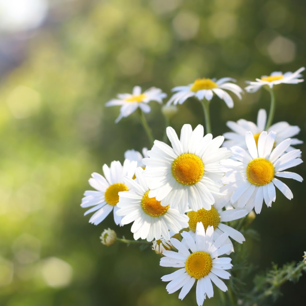 Set 2 of Daisy Plants Live, Yellow White Daisy Live Plant from 4 Inc Tall, Flower Garden Planting