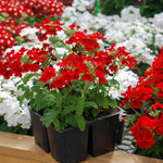 2 Red Verbena Live Plants, Trailing Verbena Plants for Planting Outdoor, Perennial Ground Cover Flowers 4-7 Inches