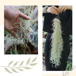 Air Plants Spanish Moss, Tillandsia Air Plant Live, Clump 10" Long, Air Purifying Plants Indoor for Terrarium, Hanging Basket, and Home Decoration