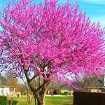 Eastern Redbud Tree Live Plant Dormant, 6 to 13 Inch Tall, Red Bud Tree Plants Live, Purple Lavender Redbud Blooms Color
