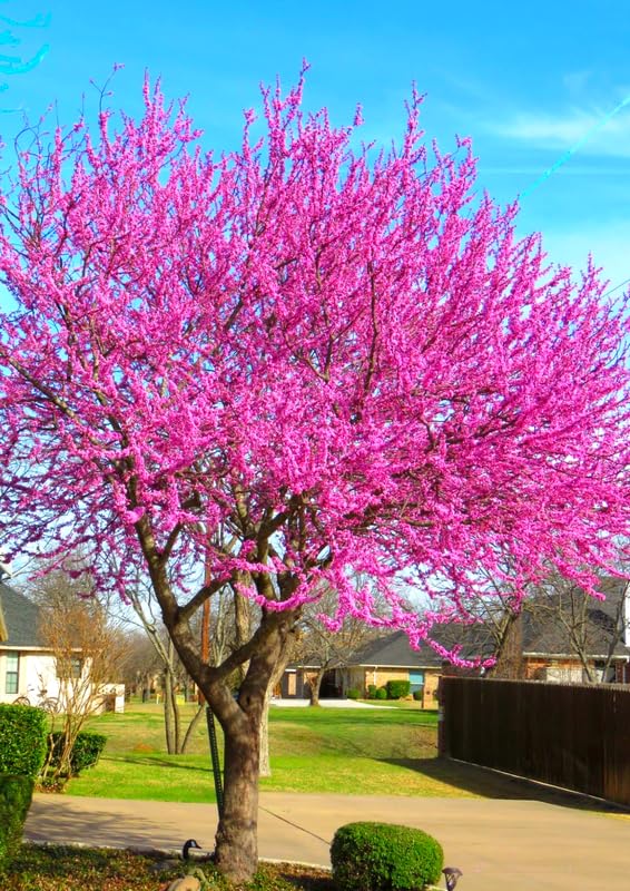 Eastern Redbud Tree Live Plant Dormant, 6 to 13 Inch Tall, Red Bud Tree Plants Live, Purple Lavender Redbud Blooms Color