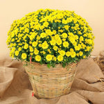 Yellow Chrysanthemum Plants Live Starter, Mums Plants Live for Spring Blooms, Outside Growing, Hardy and Fast-Growing, Size 4-8" in Tall
