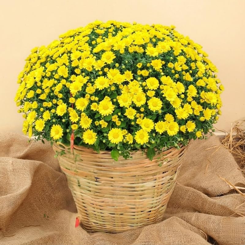 Yellow Chrysanthemum Plants Live Starter, Mums Plants Live for Spring Blooms, Outside Growing, Hardy and Fast-Growing, Size 4-8" in Tall
