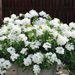 Sets 4 Perennial Verbena Live Plants Ground Cover or Trailing Potted, White Bloom, Outdoor Planting Spring