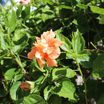 Hardy Hibiscus Plant Live, Double Peach Hibiscus Tree Live Plant from 8 to 10 Inches Tall, Perennial Hibiscus Flower