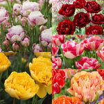 10 Double Peony Tulip Bulbs, Mixed Bulbs for Fall Planting, Indoor Outdoor Garden, Ready to Plant