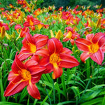Pack 3 Daylily Bulbs for Planting, Hardy Perennial Flower with Vibrant Blooms, Reblooming Daylilies Bulbs for Garden Borders and Containers (Orange)