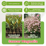 Saucer Magnolia Tree in Gallon Pot, Live Flowering Magnolia Tree, Hardy Ornamental Shade Trees with Fragrant Blooms