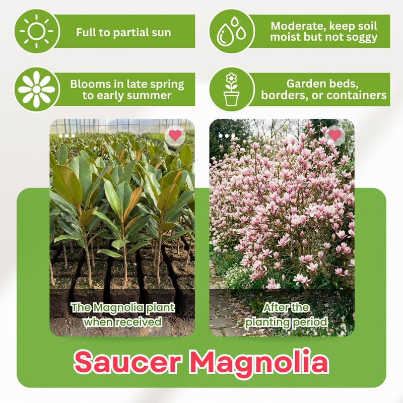 Saucer Magnolia Tree in Gallon Pot, Live Flowering Magnolia Tree, Hardy Ornamental Shade Trees with Fragrant Blooms