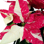 Yellow Red Poinsettia Plant Live 4-8 Inches, Vibrant Poinsettia Flowers for Holiday, Live Indoor Houseplant, No Pot