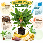 Truly Tiny Banana Tree Live Plant, Edible Fruit, 4-6" Tall