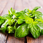 2 Sweet Basil Plants, 4 Inc Pot, Herb Plant Live Planting
