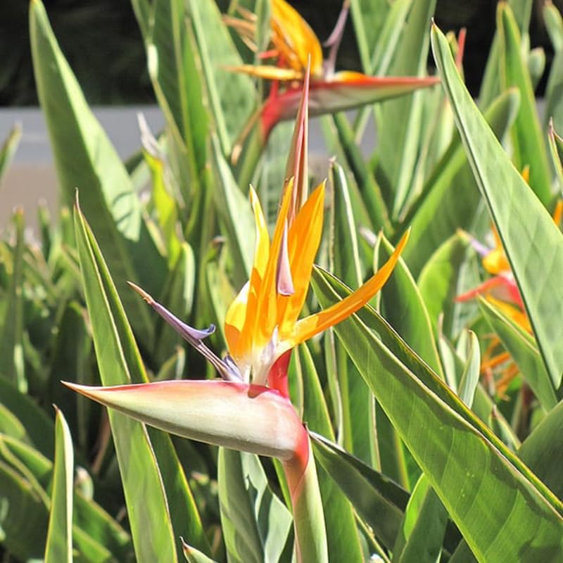Blue Yellow Bird of Paradise Live Plant, Vibrant Tropical Houseplant Flowers Strelitzia Reginae Size 5 to 9 Inc Tall, No Pot, Well-Rooted, Hardy