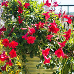 2 Red Mandevilla Live Plants, Flowering Mandevilla Plants, 5-9” Tall, Mandevilla Trellis Vines for Outdoor Garden and Containers