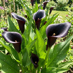 Calla Lily Bulbs for Planting, Calla Lily Bulbs, Vibrant Summer Blooming Flowers for Garden and Patio Planting (Black Calla Lily Bulbs (Set 3))