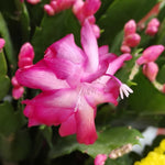 02 Pink Christmas Cactus Plant Live for Indoor, Houseplant Planting, 4-8" Clumps, Well-Rooted Holiday Cactus, Winter Bloom and Hardy, No Pot