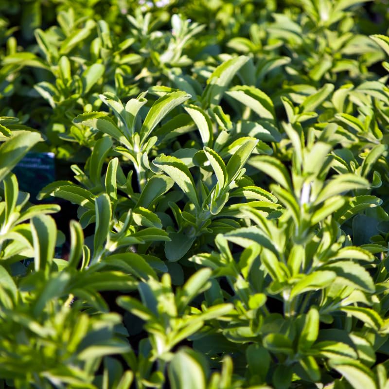 Pack 4 Sweet Stevia Live Plants, Perennial Herb for Planting, Stevia Mint Plants 4'' Pot