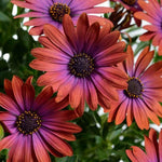 4 Osteospermum Plants, African Daisy Live Plants, 3-5 Inches, Perennial Mix Blooms, Spring to Summer Flowers (Mix)