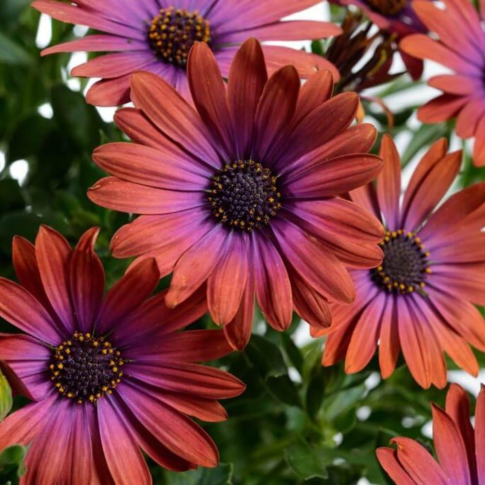 4 Osteospermum Plants, African Daisy Live Plants, 3-5 Inches, Perennial Mix Blooms, Spring to Summer Flowers (Mix)