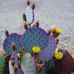 Purple Prickly Pear Cactus Plant Live, Succulents Plant Live, 3 Inc Potted, Gardening Growing