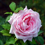 Pink Rose Live Plant, Rose Bush Ready to Plant Well Rooted 5-9 Inch Tall, Heirloom Rose Flowers, No Pot