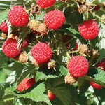 Pack 4 Raspberry Plants Live, 5 to 8 Inch Tall, Sweet Raspberry Bush Live Plants, Raspberries Fruit Seedlings, No Pot (Caroline Red Raspberry)