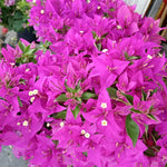 2 Deep Purple Bougainvillea Plants Live, Flowering Bougainvillea Vine for Outdoor Garden or Trellis, 5-9 Inch Tall, Very Hardy