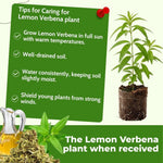 Lemon Verbena Plant Live, 3-5 Inch Tall, Lemon Verbena Herb Plant for Outdoor Garden, Indoor Growing, and Container Planting, No Pot
