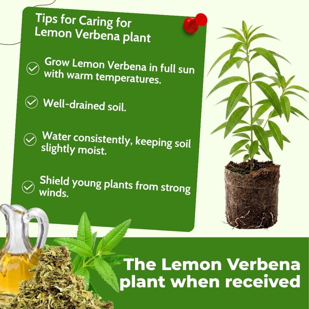 Lemon Verbena Plant Live, 3-5 Inch Tall, Lemon Verbena Herb Plant for Outdoor Garden, Indoor Growing, and Container Planting, No Pot