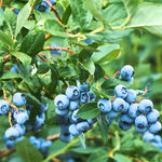 Blueberry Plant, Blueberry Tree Live Plant, 5-12" Height, Sweet Blueberry Bush Live Plant to Grow Outdoors (Legacy Blueberry Plant)