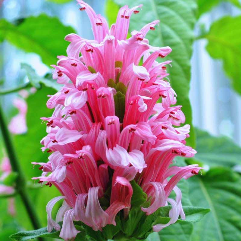 Live Shrimp Plant for Growing, 4 to 6 Inc Tall, Pink Shrimp Live Plant, Shrimp Plants Live Indoor Outdoor