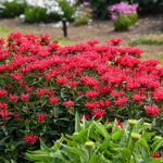 3 Red Bee Balm Live Plants, Hardy Perennial Bee Balm Plants Ready to Grow Home Garden