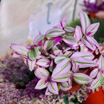 2 Pink Tradescantia Wandering Jew Plants Live, Tricolor Wandering Jew Indoor Houseplant, 3-5 Inches Tall in 3.25'' Pot