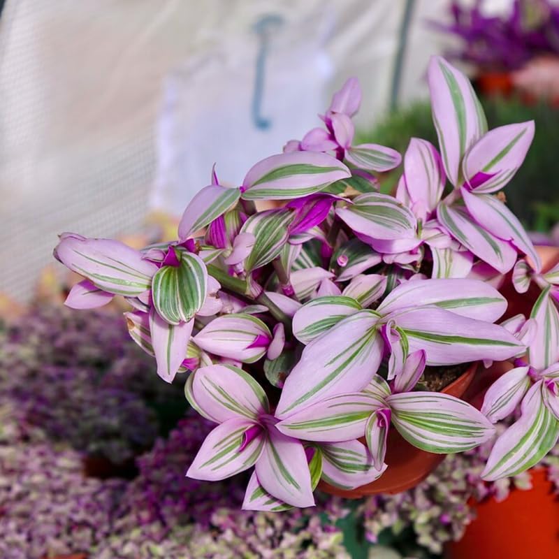 2 Pink Tradescantia Wandering Jew Plants Live, Tricolor Wandering Jew Indoor Houseplant, 3-5 Inches Tall in 3.25'' Pot