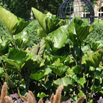 Colocasia Live Plant, 4-8'' Tall, Elephant Ear Plant, Esculenta Taro Alocasia Housplant, Indoor Outdoor Planting (Black Stem)
