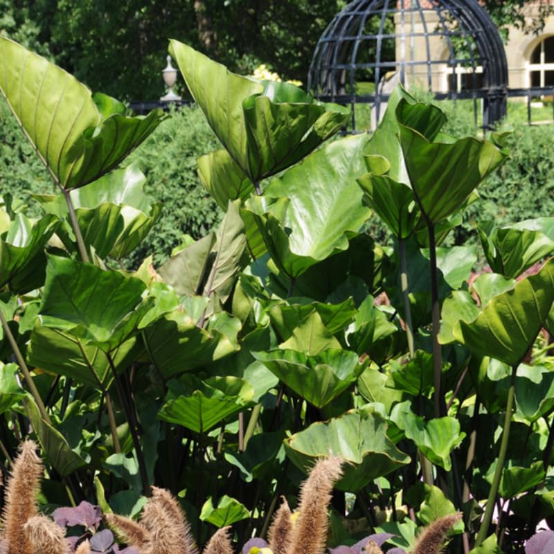 Colocasia Live Plant, 4-8'' Tall, Elephant Ear Plant, Esculenta Taro Alocasia Housplant, Indoor Outdoor Planting (Black Stem)