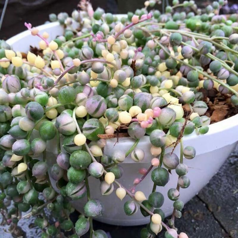 Variegated String of Pearls Plant Live, Rare Succulent Trailing Vine in Pot, Indoor Houseplant