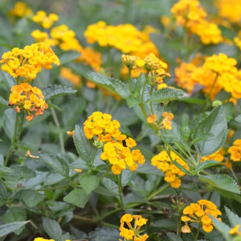 Set 2 Traling Yellow Lantana Plants Live, Perennial Lantana Flowering Plants 4-8 Inches, Bright Flowers Outdoor
