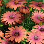 4 Osteospermum Plants, African Daisy Live Plants, 3-5 Inches, Perennial Mix Blooms, Spring to Summer Flowers (Light Orange)