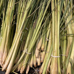 6 Lemon Grass Live Plants for Outside, Lemongrass Plants for Outdoor Planting Herb, Rooted Stalks
